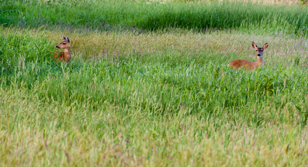 2 american deer in a tall grassy field with various plant lifeの写真素材