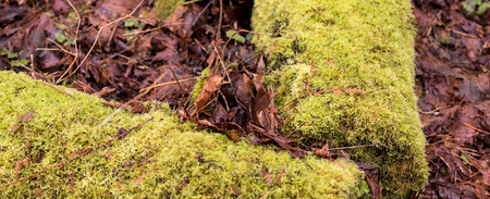 Moss covered fallen logs with brown decaying fallen leaves surroundingの写真素材