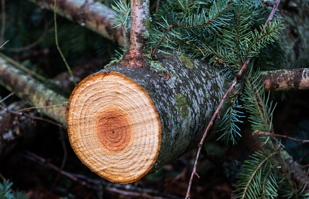 Freshly cut young pine tree with colorful rings and core exposedの写真素材