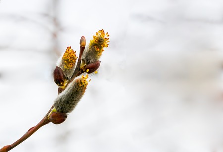 Salix caprea Pendula yellow and red Pussy Willow in bloom covered in pollen with fresh new growth on 3 budsの写真素材