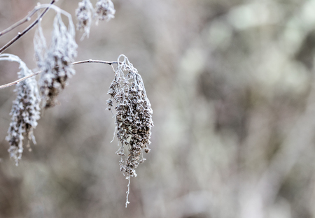 Dried frozen plant at the end of a twig covered in frosty dew with a blurred backgroundの写真素材