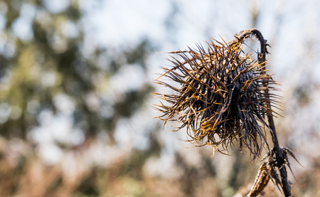 Dead decaying globe thistle standing alone on a winter dayの写真素材
