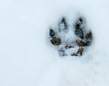 Paw print in the snowy forest floor uncovering rocks and dirtの写真素材