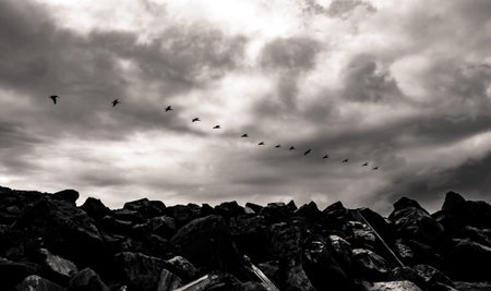 Black and white birds flying in a line over a jetty against a cloudy skyの写真素材