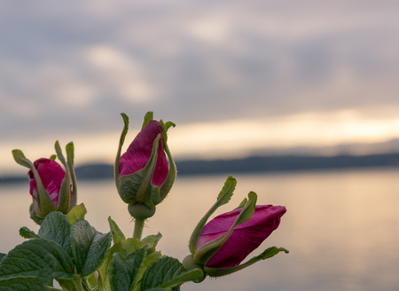 Pink rose buds against a cloudy golden sky over clear waterの写真素材