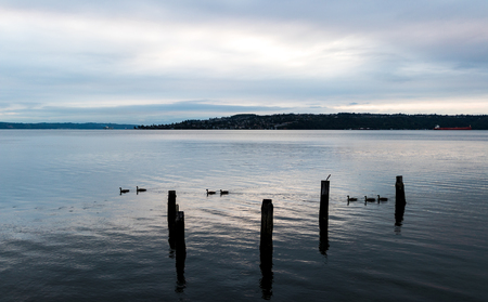 Canada Geese swimming in an inlet bay harbor with cloudsの写真素材