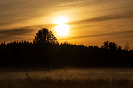 Golden orange sunrise sunset with forest and mist covering the groundの写真素材