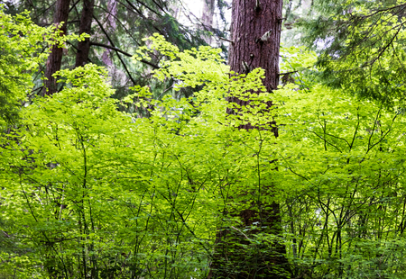 Bright green leaves surrounding a large tree in a forestの写真素材