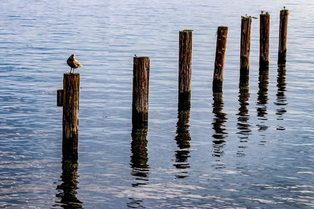 Seagull on a post in a harbor with reflectionの写真素材