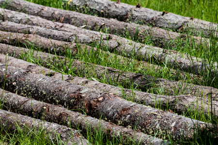 Fallen pine trees laying in a row in the green grassの写真素材