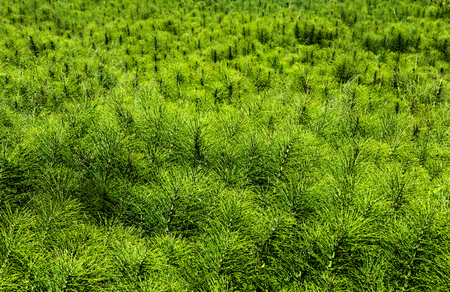 lush green field of horse tail weeds on a sunny dayの写真素材