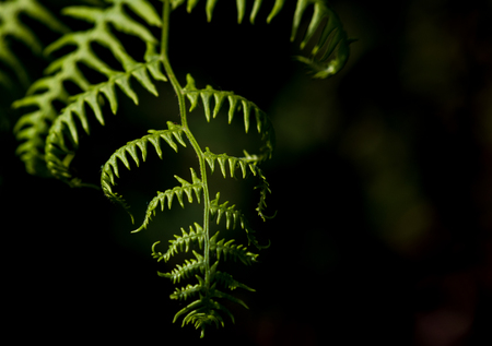 Fresh lush forest fern growing in the darkness and lightの写真素材