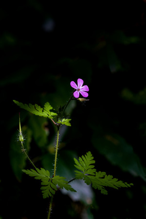 Wild flower at first morning light beaming sun ray illuminationの写真素材