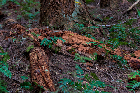 Decomposing forest floor with wood and plants overgrowthの写真素材
