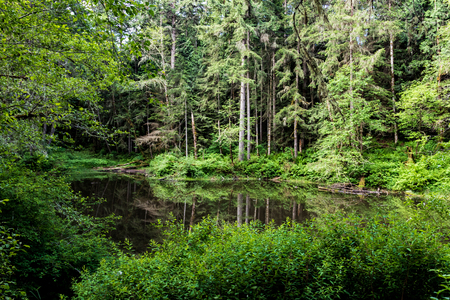 Forest pond with lush green spring overgrowth and reflection of treesの写真素材