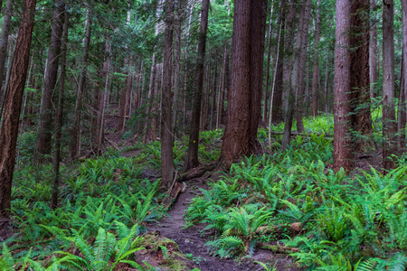 Lush green forest trail overgrown with plants and mossの写真素材