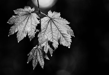 Wet Leaves with rain drops dripping in black & whiteの写真素材