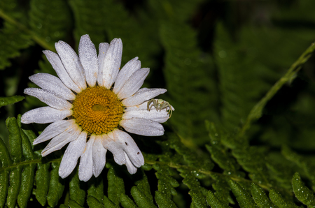 Dainty white crab spider hunting on a daisy flower with fernsの写真素材
