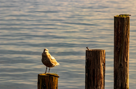 Segull on  a post in a harbor with reflectionの写真素材