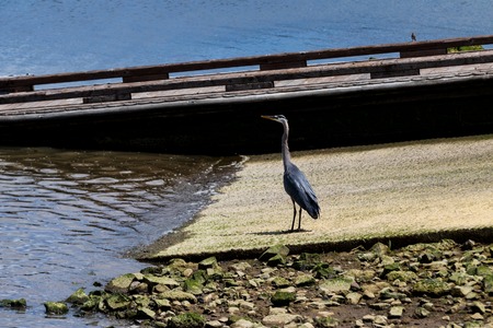 Great Heron standing on a boat launch next to a small wooden pierの写真素材