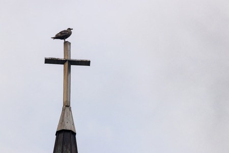 Gull bird perched on top of a church steeple cross with a cloudy skyの写真素材