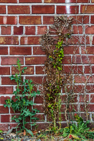 Weeds and plants growing up an old brick wallの写真素材