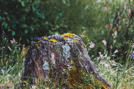 Decomposing rotting stump with moss growth in a mountain field