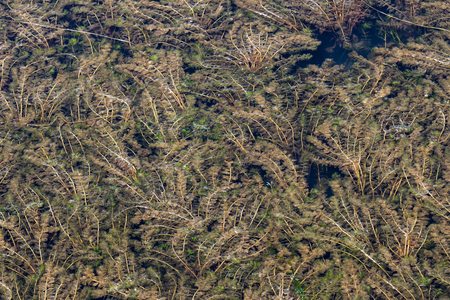 Thick green and brown seaweed floating in a salt water harborの写真素材