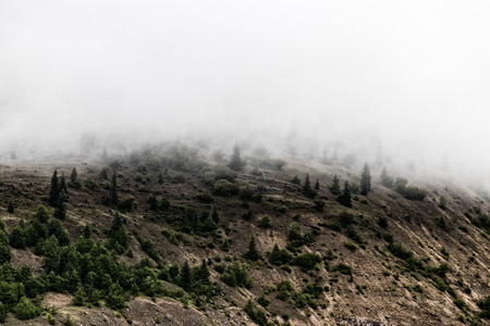 Foggy pine rocky forest mountain valley with fresh spring growth in the mistの写真素材