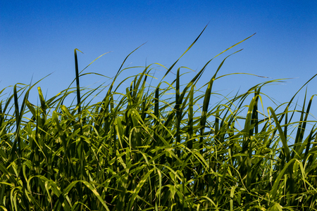 Tall wild field grass growing and blowing in the wind with a blue skyの写真素材