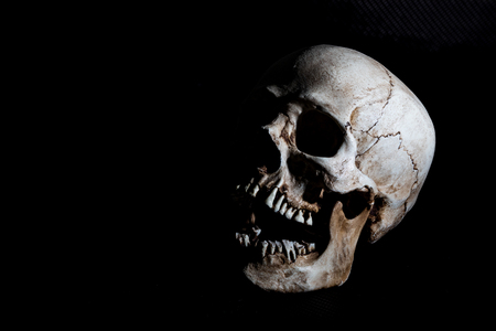 Human skeleton skull head isolated on blackの写真素材