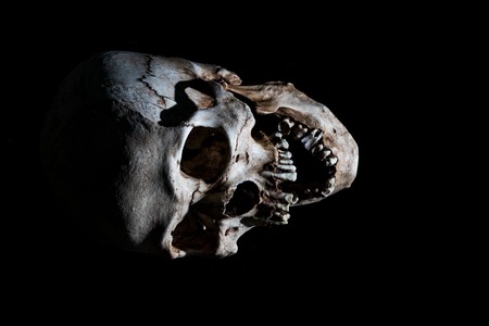 Human skeleton skull head isolated on blackの写真素材