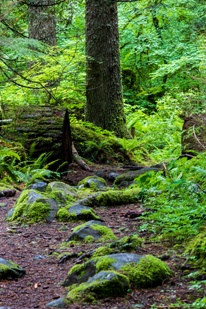 Lush green forest trail overgrown with ferns and plant life with fallen branchesの写真素材