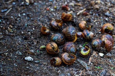 Empty snail shells on dirt in a garden after recent rainfallの写真素材