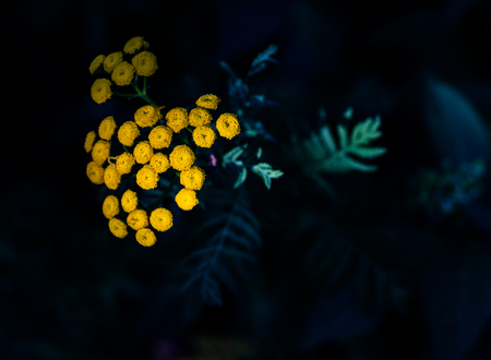 Tiny yellow flower buds blooming on green leaves close upの写真素材