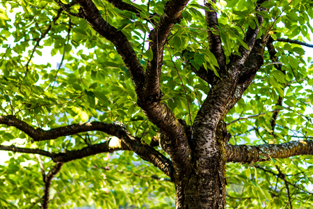 Tree branches under the forest canopy with light passing through the leavesの写真素材