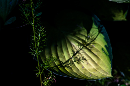 Shadowed green broad leaf with a shadow cast on it's lit center veinsの写真素材
