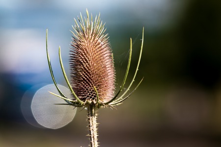Dry prickly plant in the summer heat with background blurの写真素材