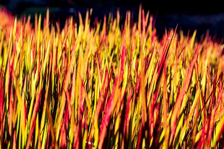 Vivid yellow, red, and orange grass abstract out of focusの写真素材