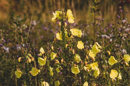 Yellow wildflowers growing in a field of tall dry grassの写真素材
