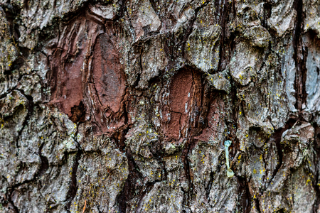 Aged worn tree bark close up with small moss particles growingの写真素材