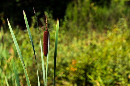 Green forest Cat Tails and leaves growing with space for text to be writtenの写真素材