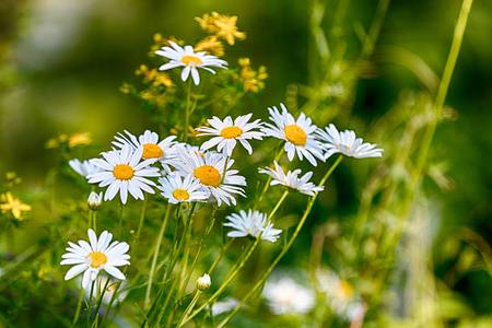 Fresh spring daisies growing in a lush green grassy fieldの写真素材