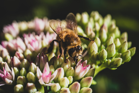 Honey Bee close up pollinating a vivid purple flower with a blurred backgroundの写真素材