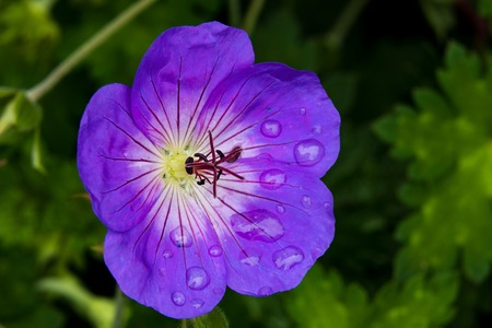 Beautiful summer flower with pink purple violet edges and white petalsの写真素材