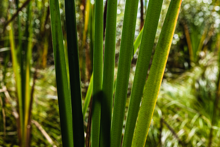 Green forest Cat Tails leaves and stalks growing in a dry swampの写真素材