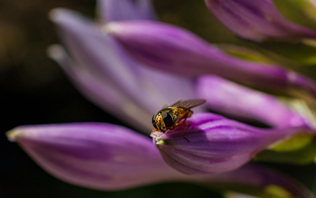 Beautiful purple violet flower with tiny bee perched on edge of petalの写真素材