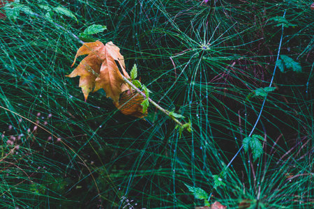 Brown golden dead fallen autumn leaf on a green background of horsetail