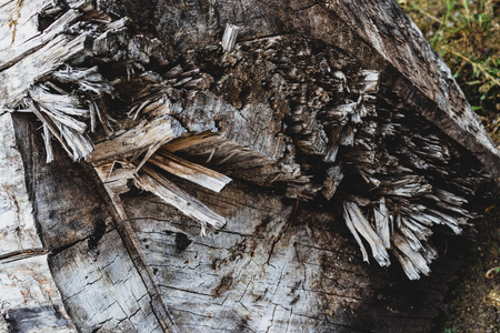 Old weathered cut split wood log cross section with splintered sliversの写真素材