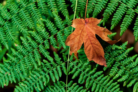 Brown golden dead fallen autumn leaf on a green background of fernsの写真素材